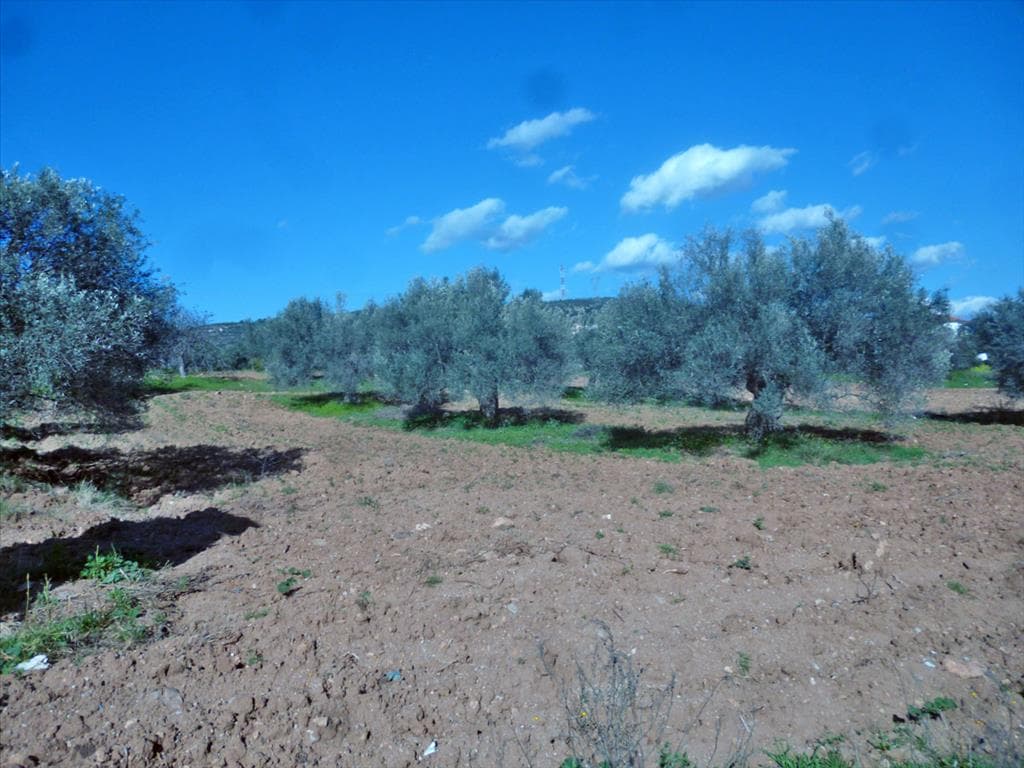 For Sale Land 3500 m² on the Euboea island