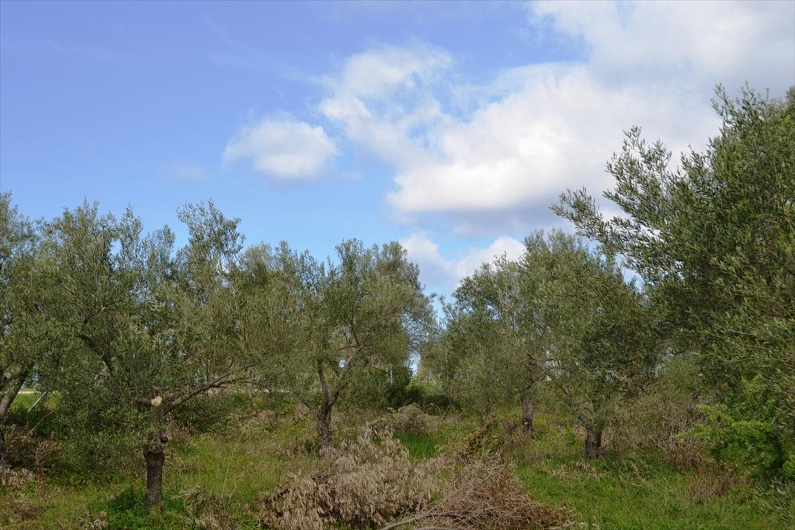 For Sale Land 3600 m² in Kassandra, Chalkidiki