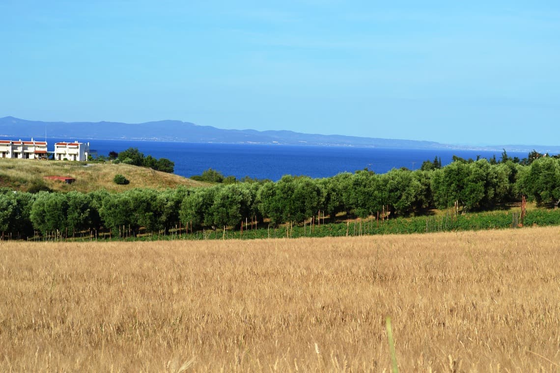 For Sale Land 6000 m² in Kassandra, Chalkidiki