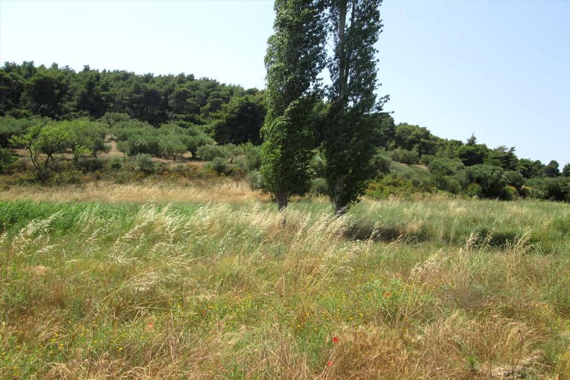 For Sale Land 6533 m² in Sithonia, Chalkidiki