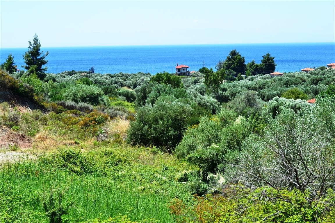 For Sale Land 8000 m² in Kassandra, Chalkidiki