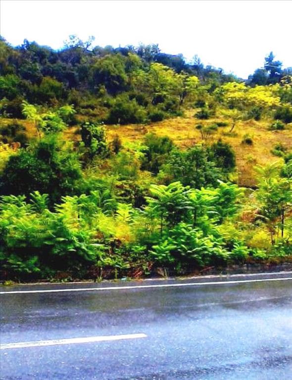 For Sale Land 2920 m² in North Greece