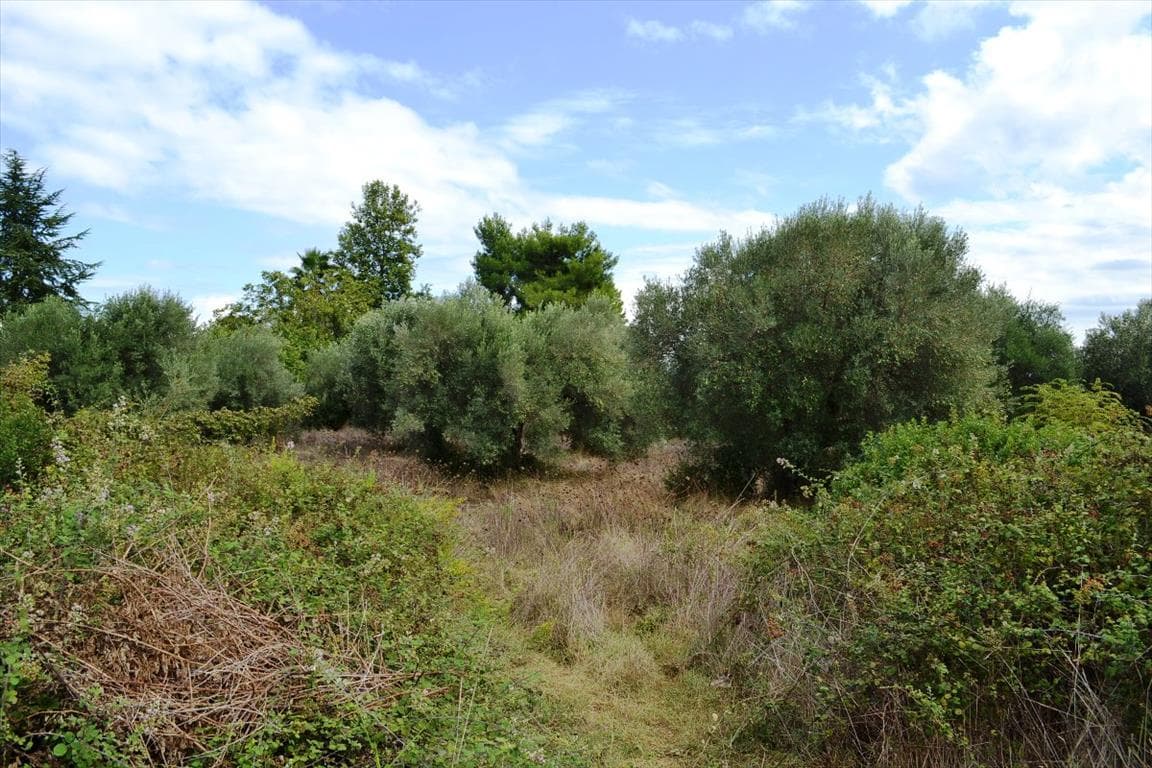 For Sale Land 8100 m² in Kassandra, Chalkidiki