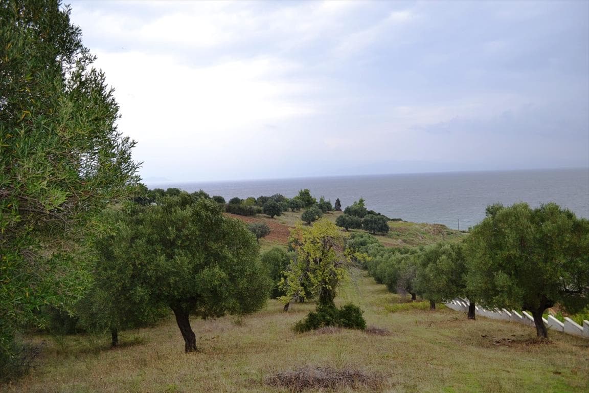For Sale Land 8404 m² in Kassandra, Chalkidiki