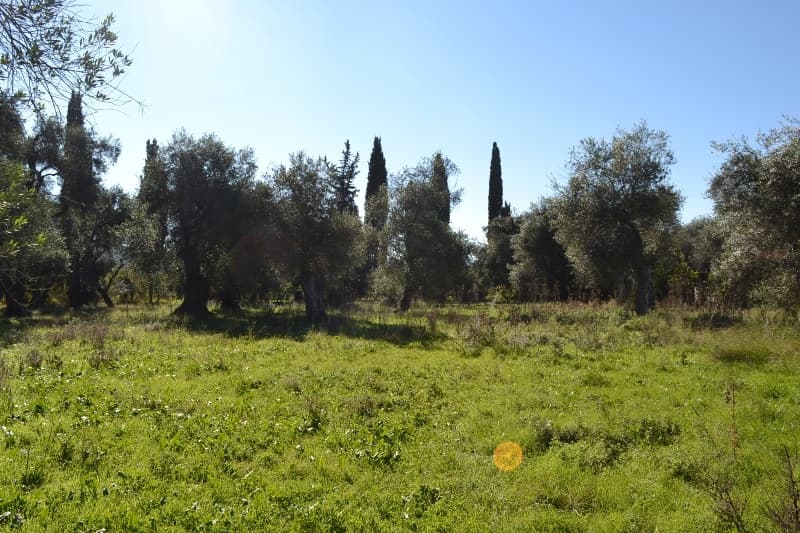 For Sale Land 8010 m² in Corfu