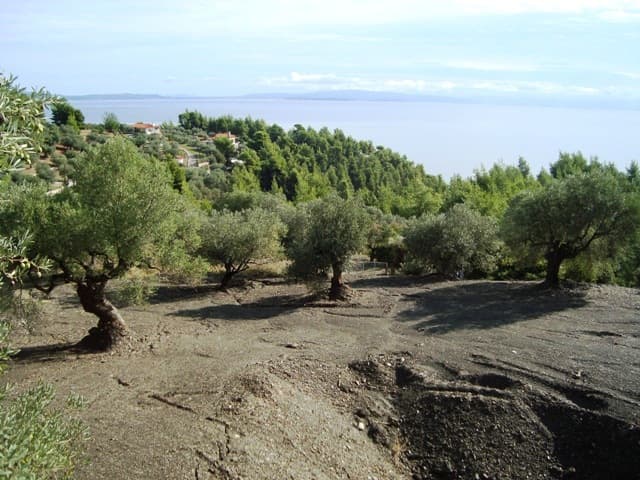 For Sale Land 1000 m² in Sithonia, Chalkidiki