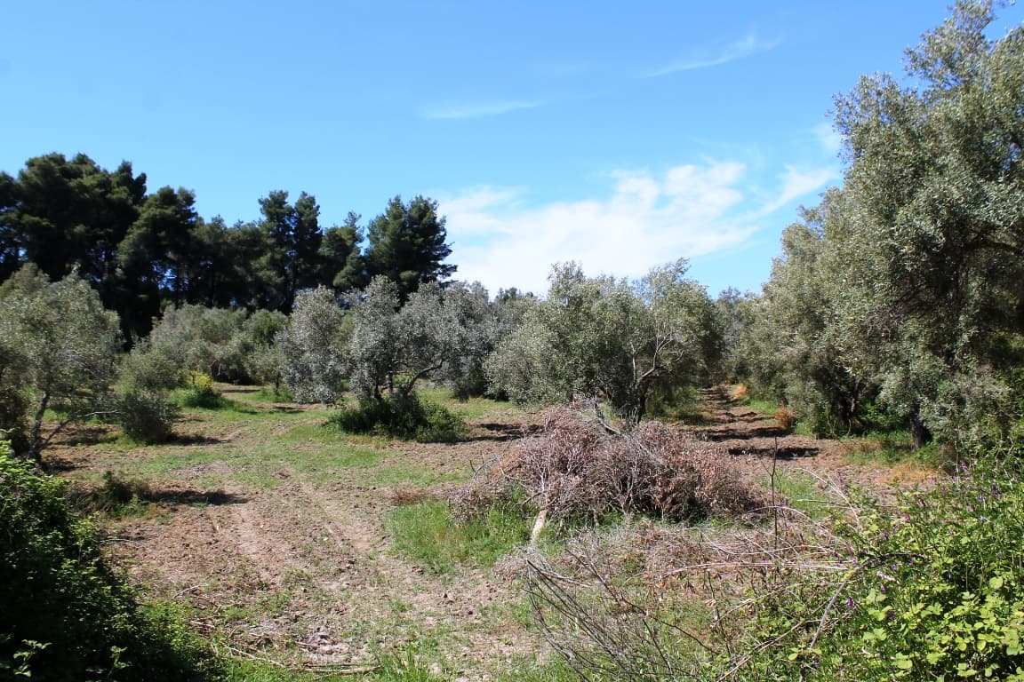For Sale Land 10181 m² in Kassandra, Chalkidiki