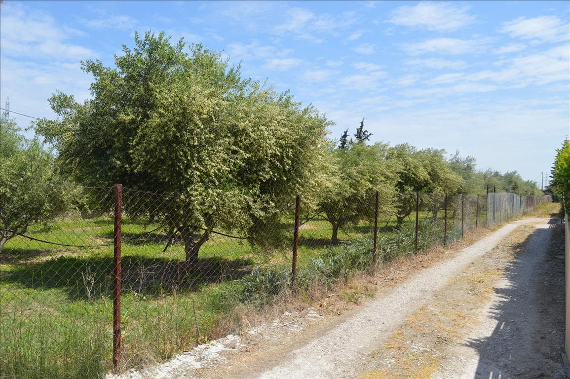 For Sale Land 2000 m² in Eastern Peloponnese