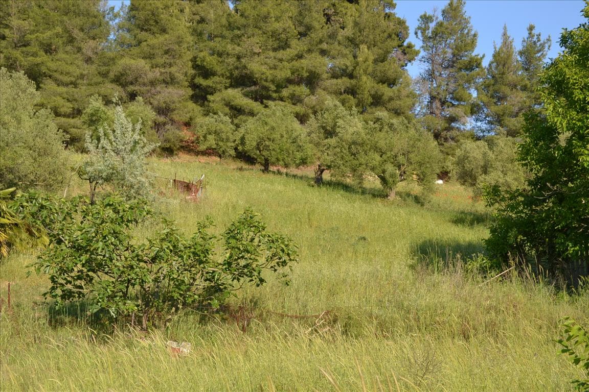 For Sale Land 2300 m² in Kassandra, Chalkidiki