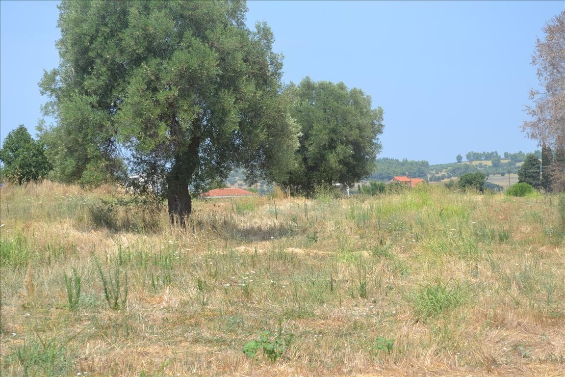 For Sale Land 15500 m² in Kassandra, Chalkidiki