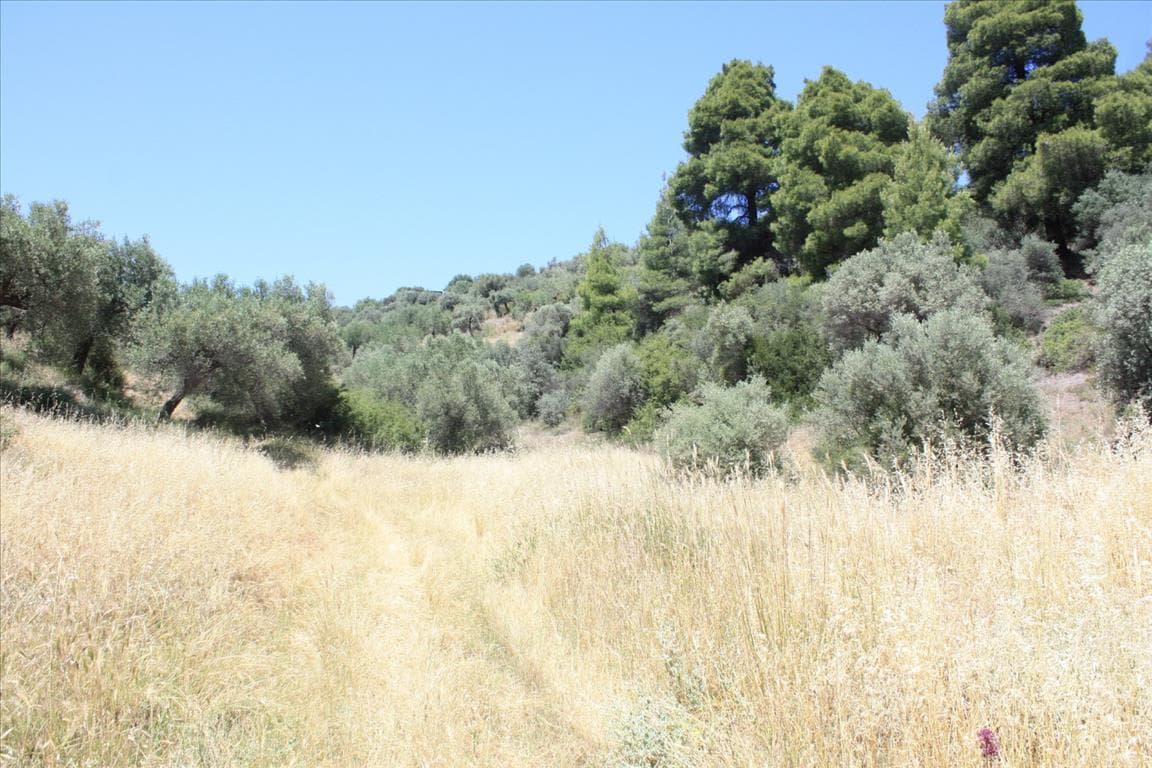 For Sale Land 2000 m² in Sithonia, Chalkidiki
