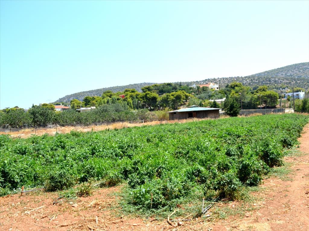 For Sale Land 4000 m² in Attica