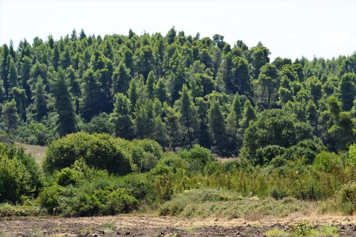 For Sale Land 4200 m² in Kassandra, Chalkidiki