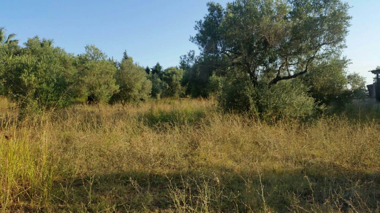 For Sale Land 4250 m² in Kassandra, Chalkidiki
