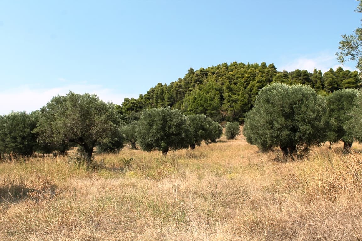 For Sale Land 5000 m² in Kassandra, Chalkidiki