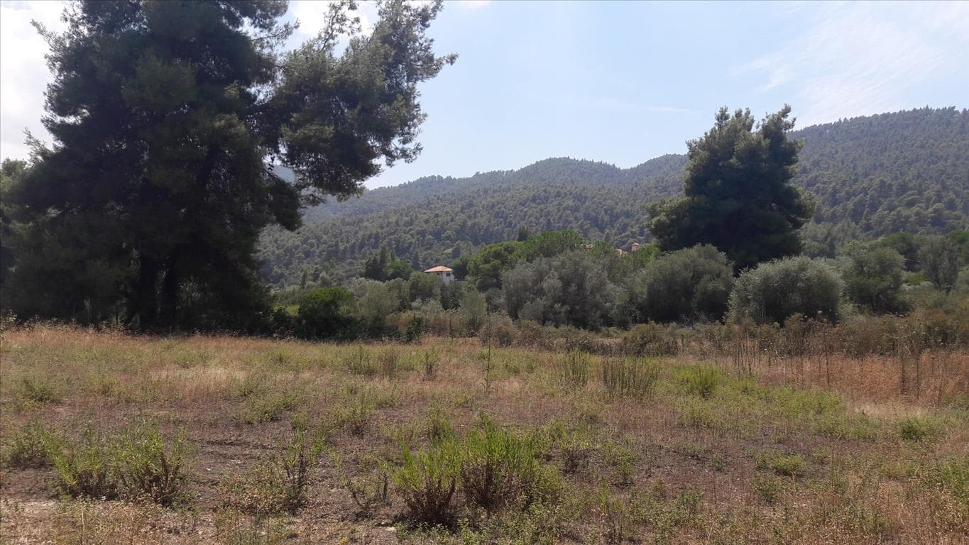 For Sale Land 6013 m² in Sithonia, Chalkidiki