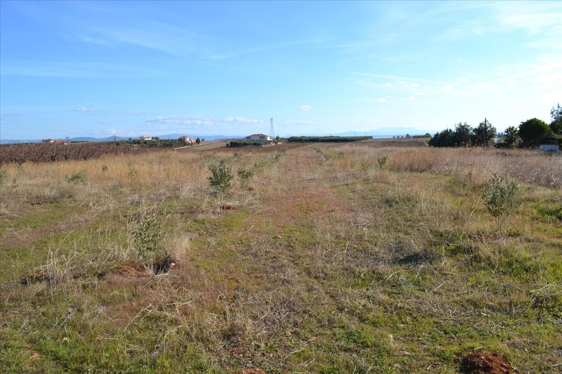 For Sale Land 10000 m² in Kassandra, Chalkidiki