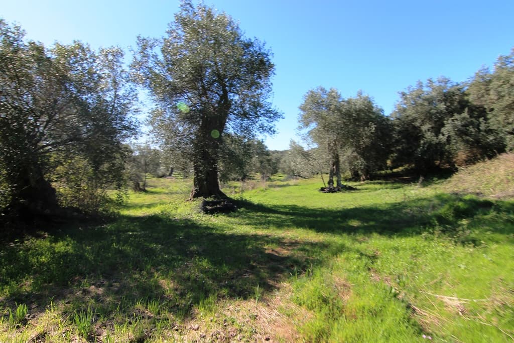 For Sale Land 44000 m² in Corfu