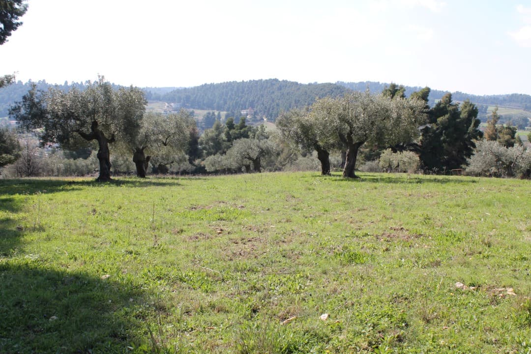 For Sale Land 6400 m² in Kassandra, Chalkidiki