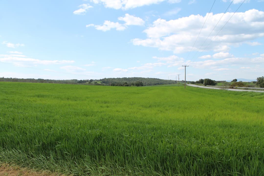 For Sale Land 7500 m² in Kassandra, Chalkidiki