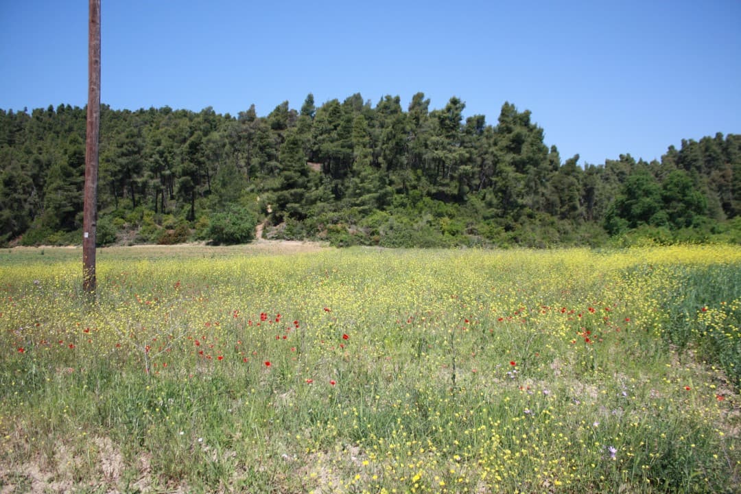 For Sale Land 18000 m² in Kassandra, Chalkidiki
