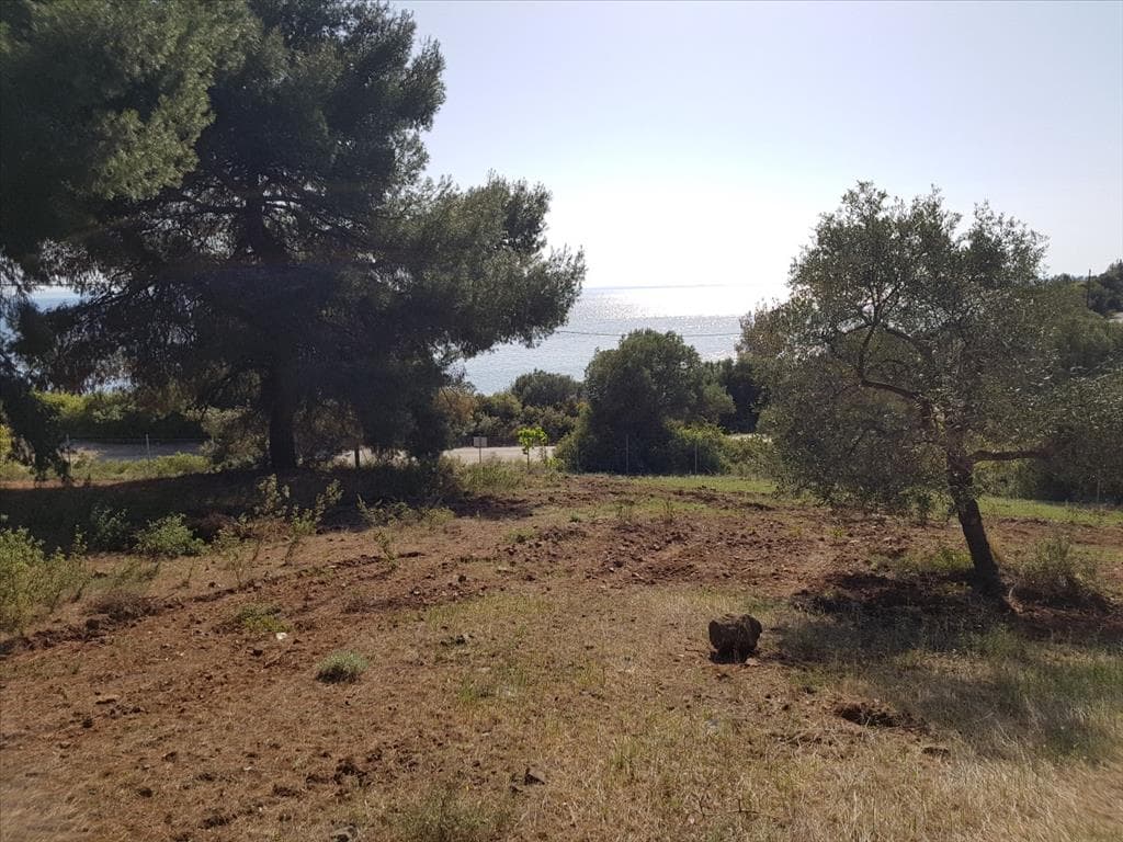 For Sale Land 6500 m² in Sithonia, Chalkidiki