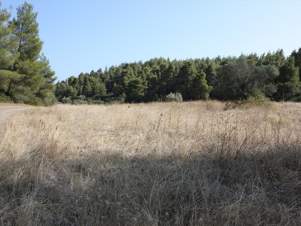 Large Plot of Land with Forest Views in Sithonia, Chalkidiki