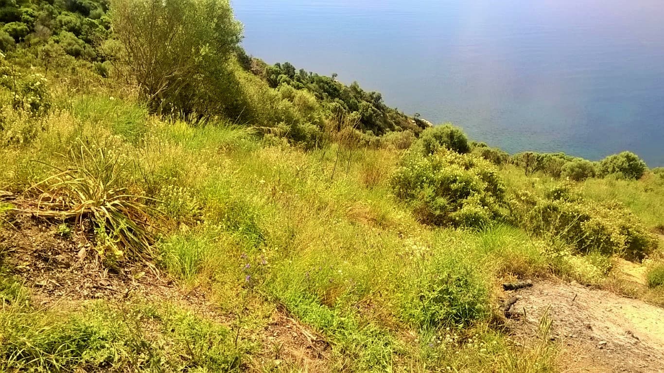 For Sale Land 17720 m² in Athos, Chalkidiki