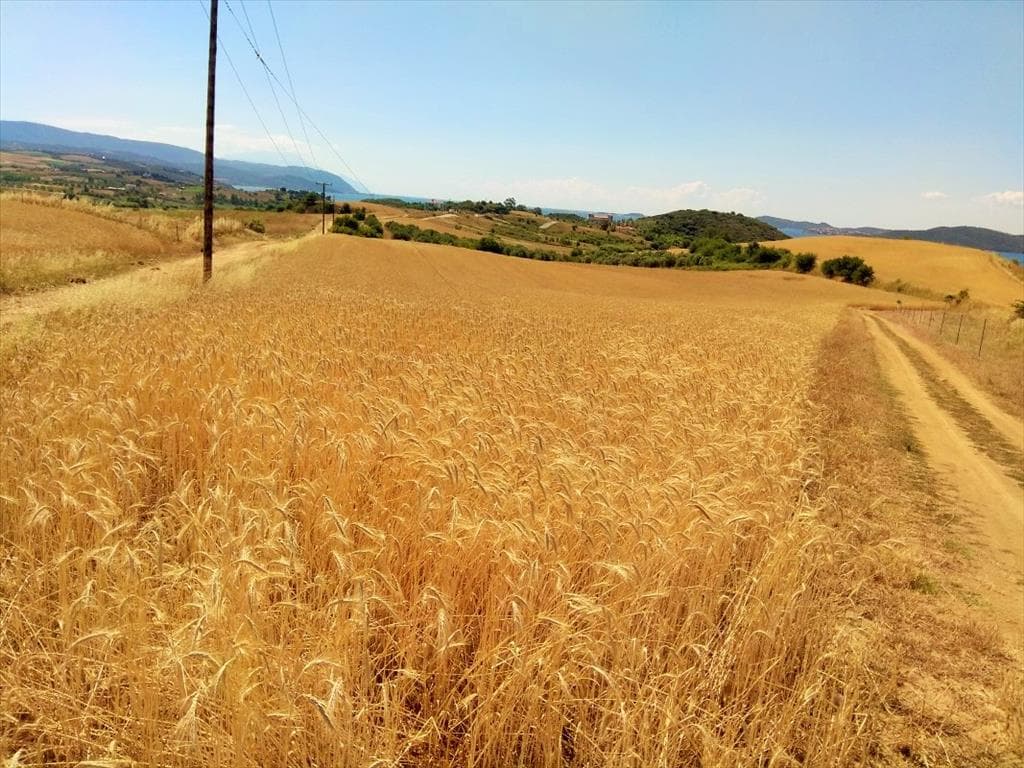 For Sale Land 9000 m² in Athos, Chalkidiki
