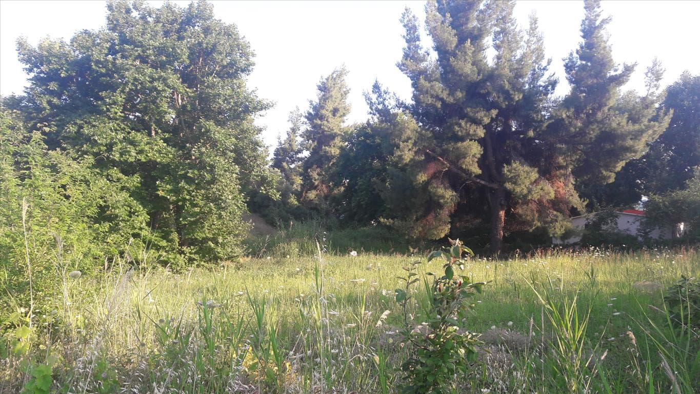 For Sale Land 1346 m² in Sithonia, Chalkidiki