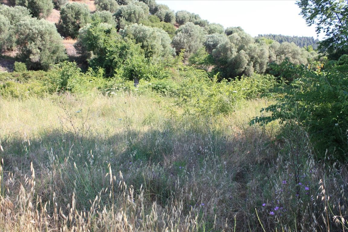 For Sale Land 2000 m² in Sithonia, Chalkidiki
