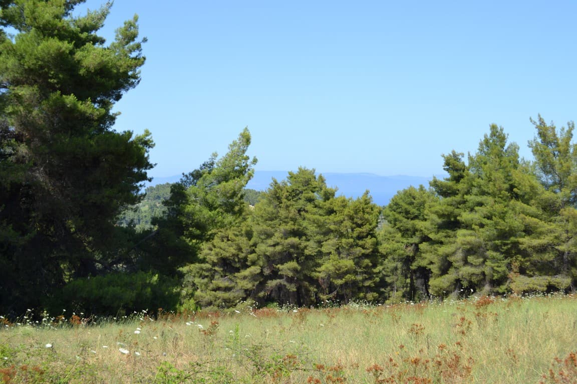 For Sale Land 10000 m² in Kassandra, Chalkidiki