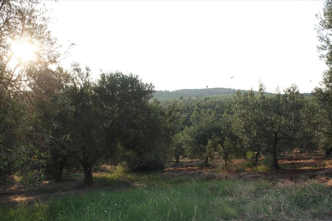 For Sale Land 4625 m² in Sithonia, Chalkidiki