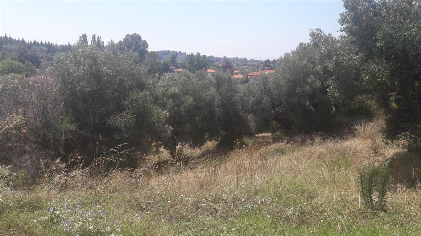 For Sale Land 6662 m² in Sithonia, Chalkidiki