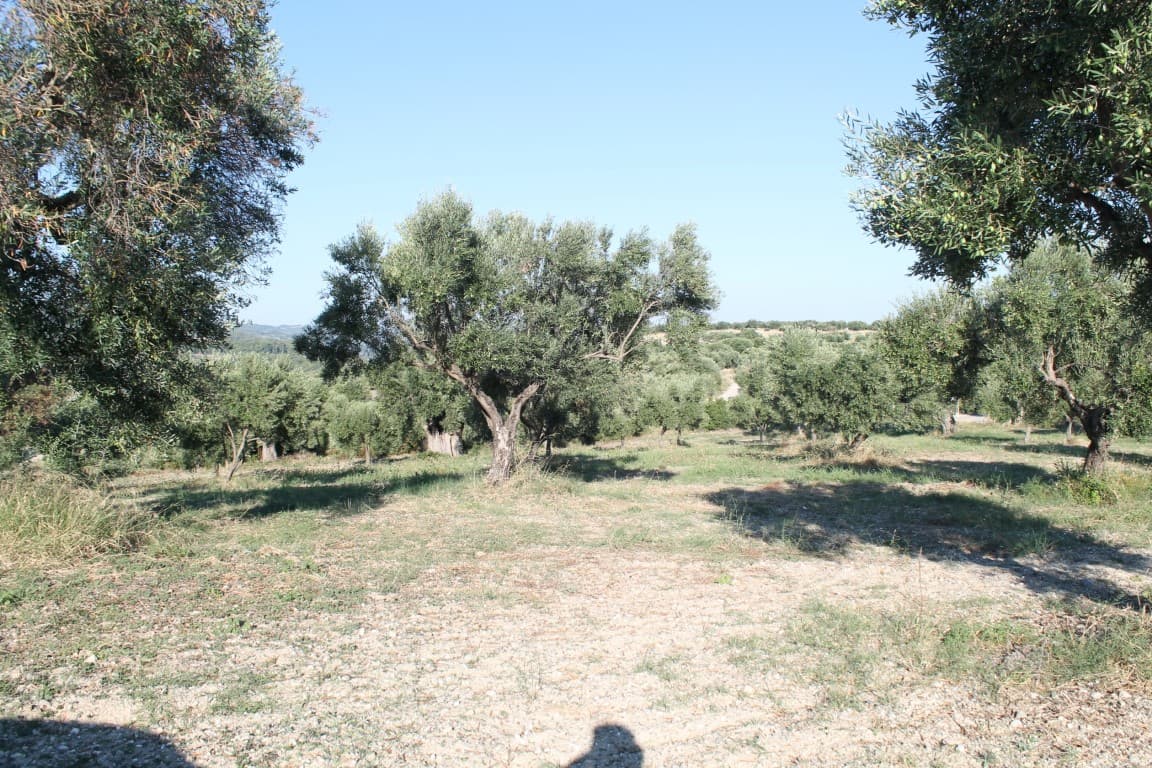 For Sale Land 5058 m² in Kassandra, Chalkidiki