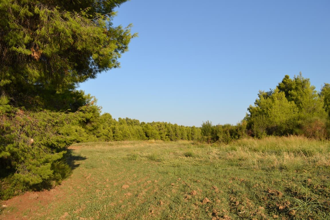 For Sale Land 5800 m² in Kassandra, Chalkidiki