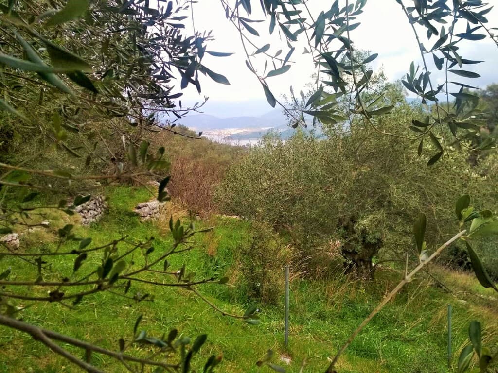For Sale Land 4363 m² in Corfu