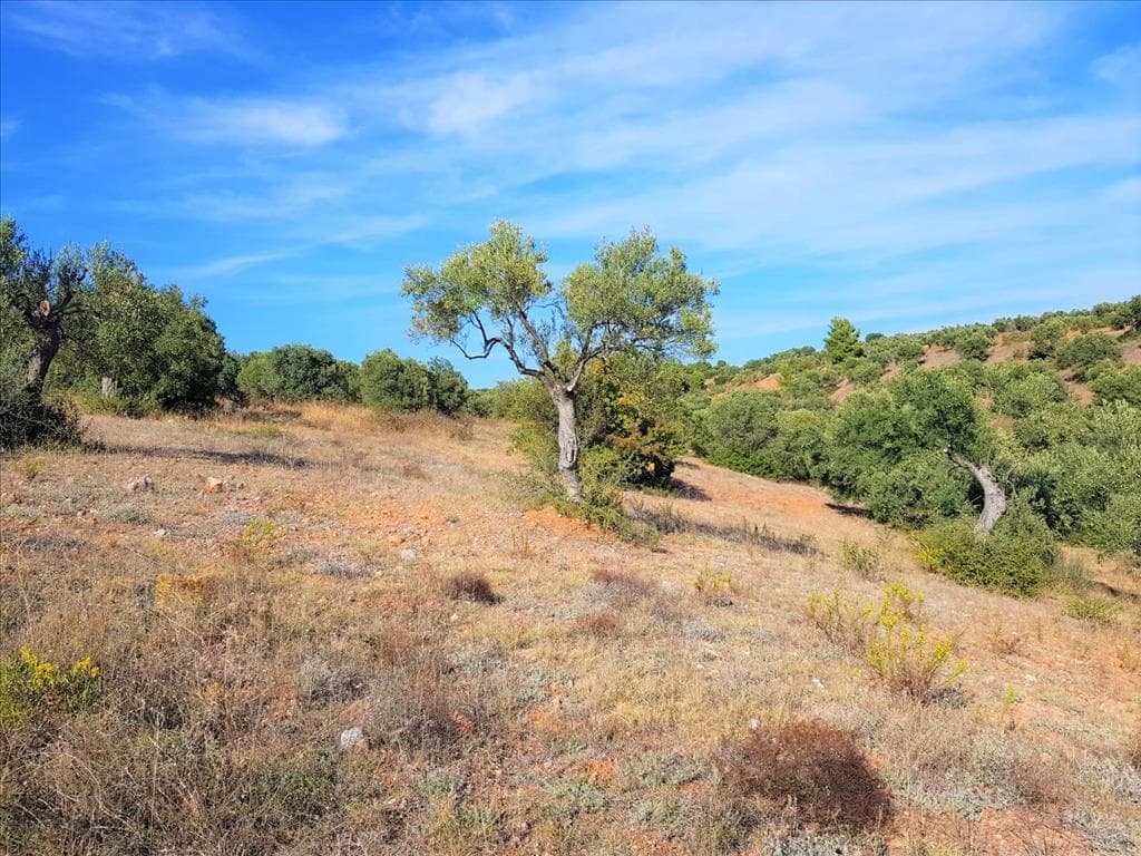 For Sale Land 25000 m² in Sithonia, Chalkidiki