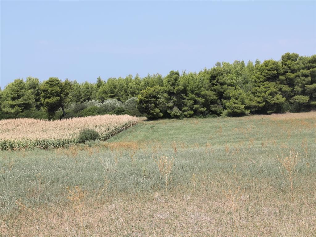 36,000 m² Sea View Plot in Kassandra, Chalkidiki