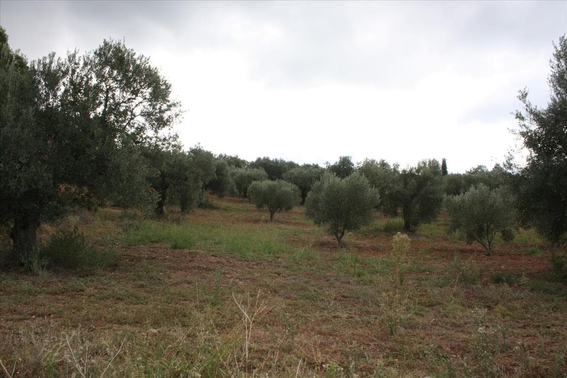 For Sale Land 10800 m² in Sithonia, Chalkidiki