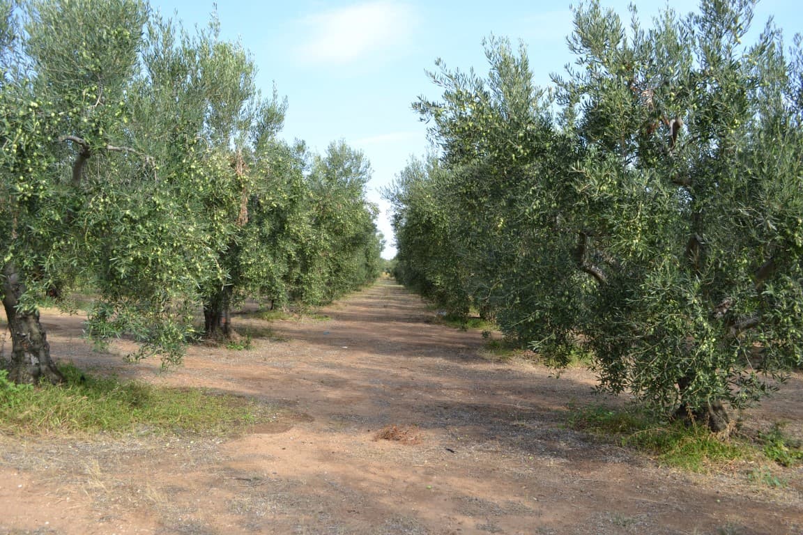 For Sale Land 12375 m² in Chalkidiki