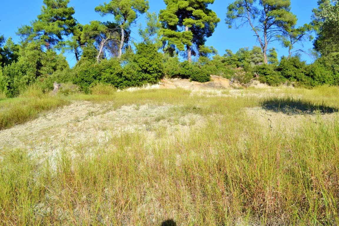 For Sale Land 5230 m² in Kassandra, Chalkidiki