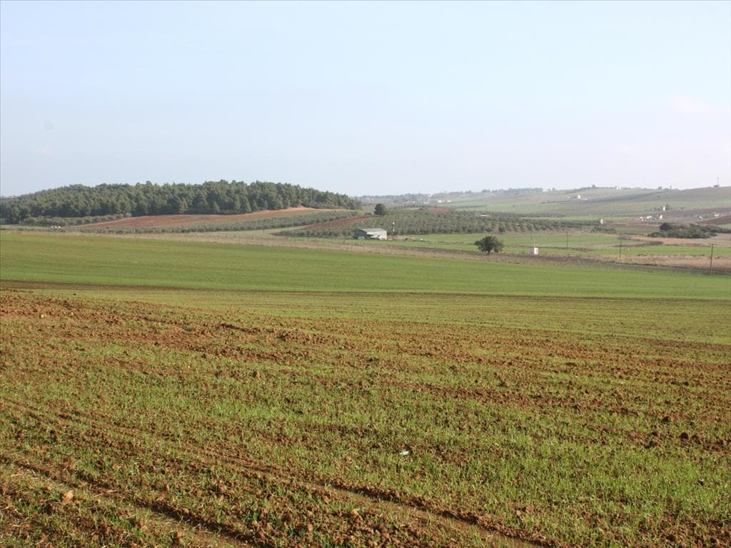 56,000 m² Plot with Sea View in Kassandra