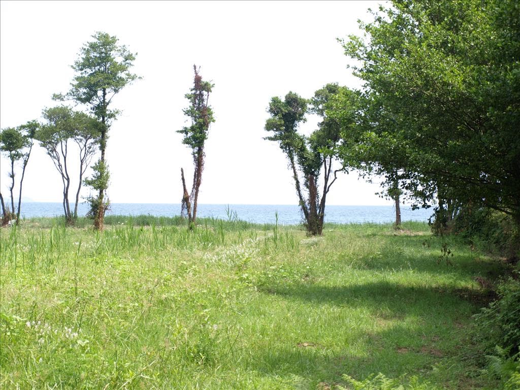 For Sale Land 10045 m² in Athos, Chalkidiki