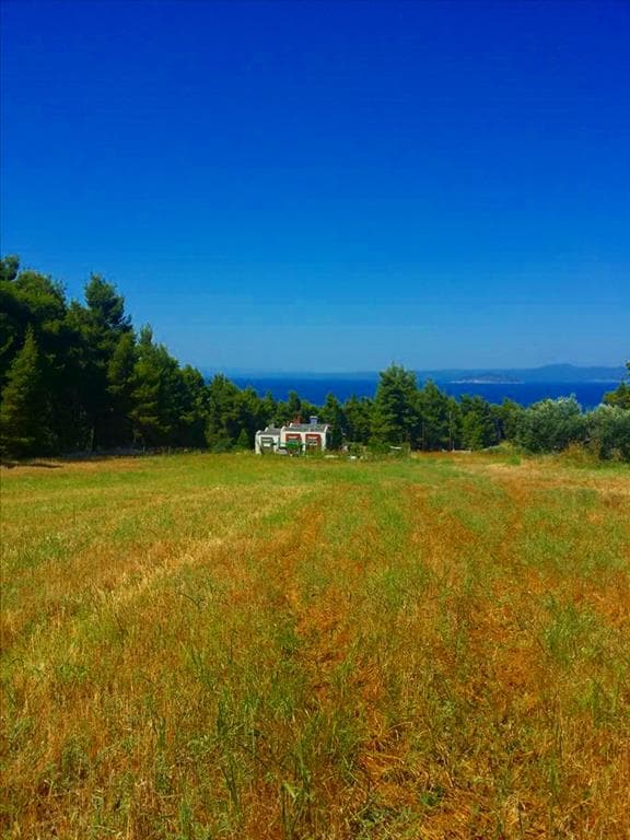 For Sale Land 8000 m² in Kassandra, Chalkidiki