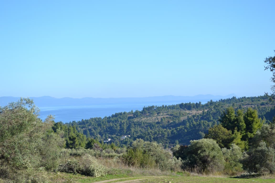 For Sale Land 11738 m² in Kassandra, Chalkidiki