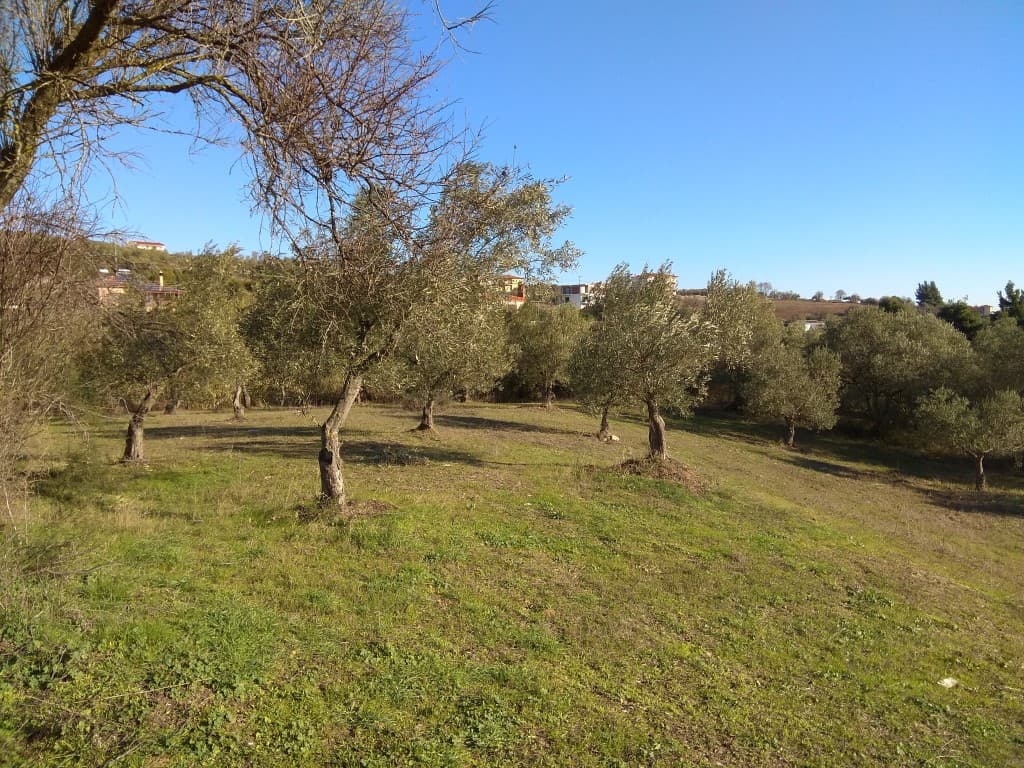 For Sale Land 4646 m² in Sithonia, Chalkidiki