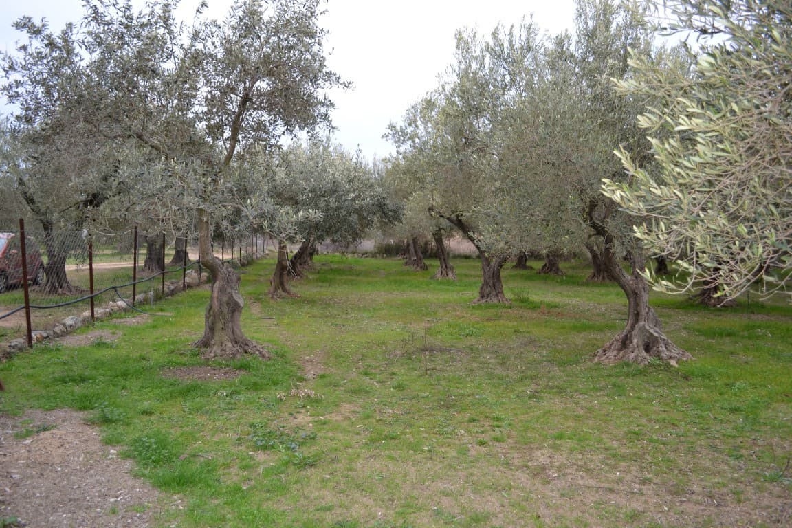 For Sale Land 400 m² in Sithonia, Chalkidiki