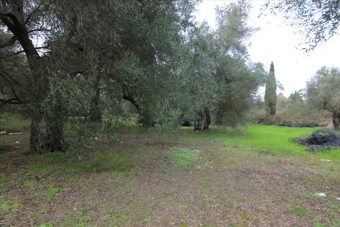 For Sale Land 6400 m² in Corfu