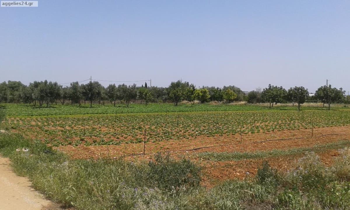 For Sale Land 6500 m² in Attica